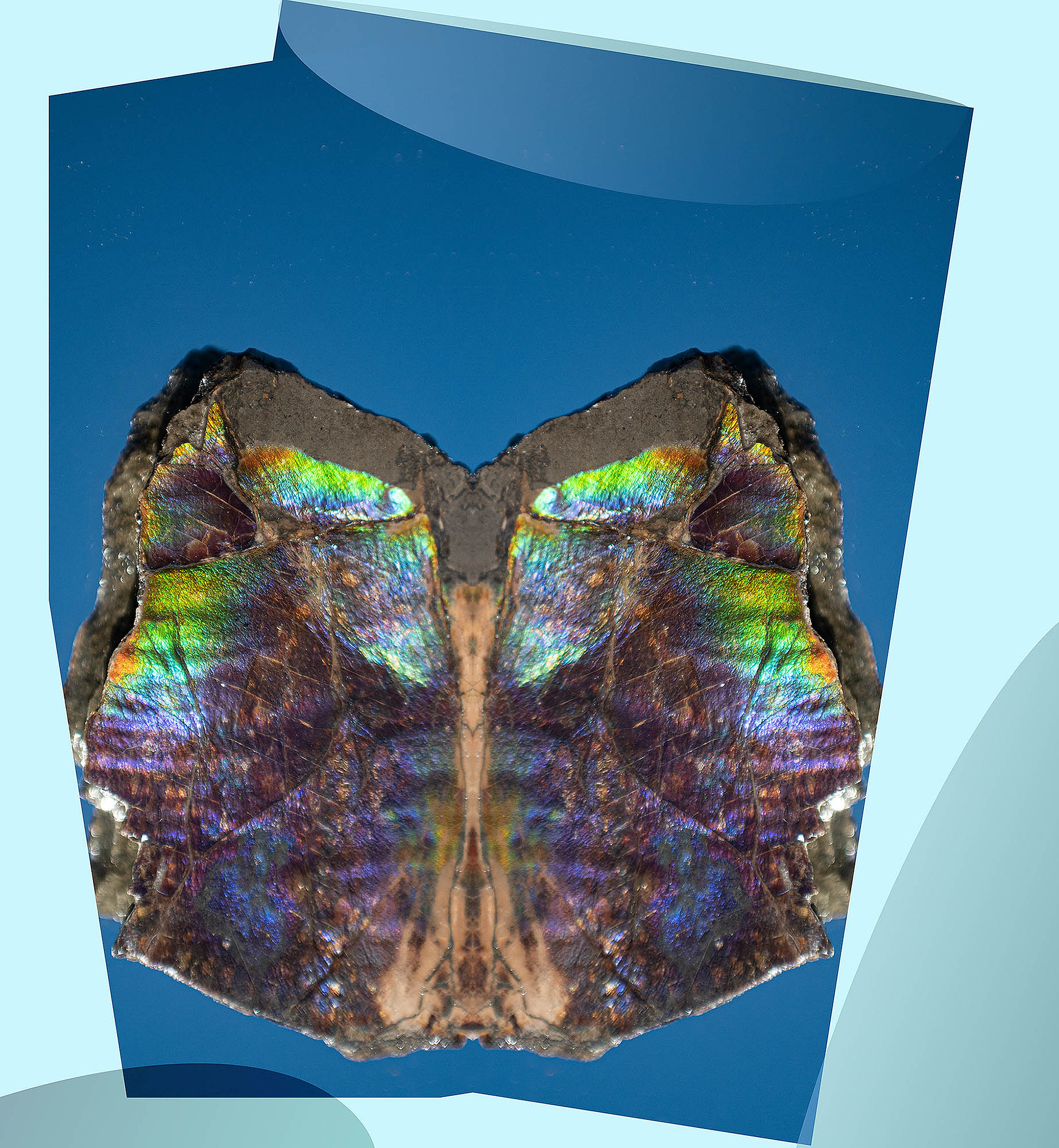 Ammolite, 2019, 46'' × 50" Digital art, Fuji Crystal DP II Photo Print under ¼" (8 mm) thick Acrylic Glass with aluminum Dibond backing